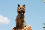 CAIRN TERRIER 470